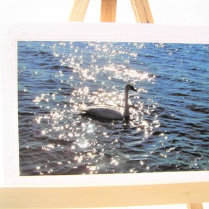 Star-Kissed Swan, carte de vœux vierge, carte nature cygnes carte amoureux des oiseaux écrivez votre propre msg. carte d'anniversaire amitié je pense à toi