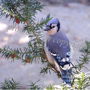 Blue Jay, bird lovers card - Morning Visitor - blank write your own msg, bird, feathers, blue, lapis, cobalt