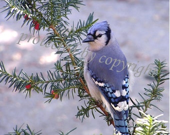 Blue Jay, bird lovers card - Morning Visitor - blank write your own msg, bird, feathers, blue, lapis, cobalt