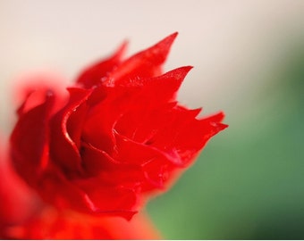 Flor roja, Pasión, tarjeta de felicitación, fotografía de flores, tarjeta de arte, tarjeta en blanco, escribe tu propio mensaje