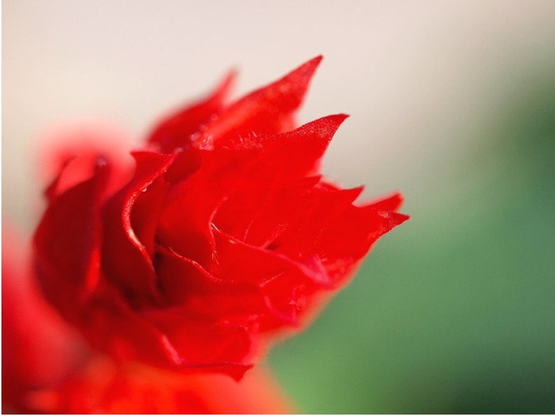 Red flower, Passion, greeting card, flower photograph, art card, blank card, write your own message image 1