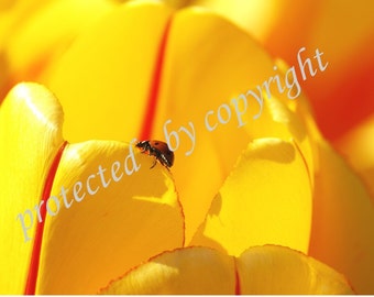 Ladybug Wall Art,The Journey, nature print  ladybird insect yellow tulip macro