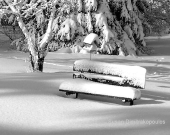 Winter Morning, park scene black and white photograph, Christmas Holiday card, park bench, birdhouse, snow, park