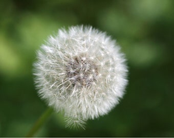 Dandelion, Poof, flower card, nature card, white, grey, green, blank card, write own msg