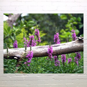 Woodland Treasures, blank greeting card friendship birthday, thinking of you, 5 x 7, write your own message, wild flowers nature photograph
