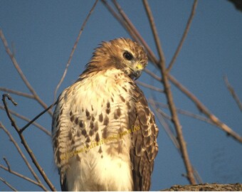 Red Tailed Hawk blank greeting card, 5 x 7 blank, write your own msg, bird, raptor, bird lovers card, hawkeye