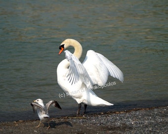 Little Buddy 1 - Swan & Seagull series, bird lovers card, blank greeting card, friendship card,  write your own msg