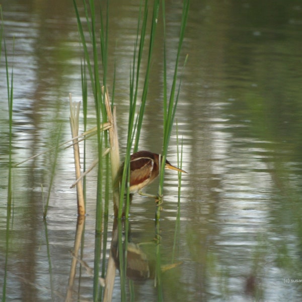 Grüner Reiher in langen Gras, Naturfotografie, Vogelfotografie, wenig grün Reiher, Wandkunst, Wohnkultur, Naturliebhaber