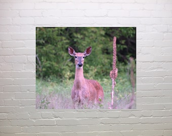 Doe, a deer, a female deer - nature wildlife photograph wall art, nursery, home decor, nature lovers, fine art print gift  20