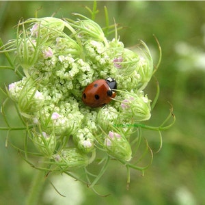 Coccinelle endormie, carte vierge, amoureux de la nature, amitié, penser à vous, écrire son propre msg