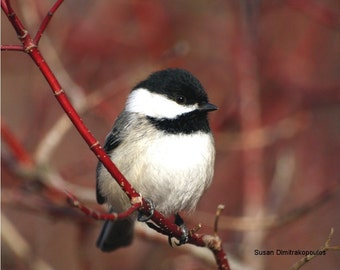 Chickadee greeting card, blank, write own message, bird lovers card winter scene, red, branches, cranberry, dogwood, black, white