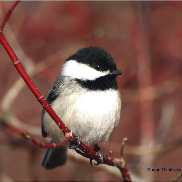 Chickadee greeting card, blank, write own message, bird lovers card winter scene, red, branches, cranberry, dogwood, black, white