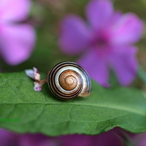 Come Out of Your Shell, snail photograph, blank card, write your own message, nature print