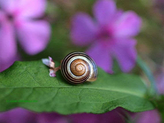 Come Out of Your Shell, snail photograph, blank card, write your own message, nature print
