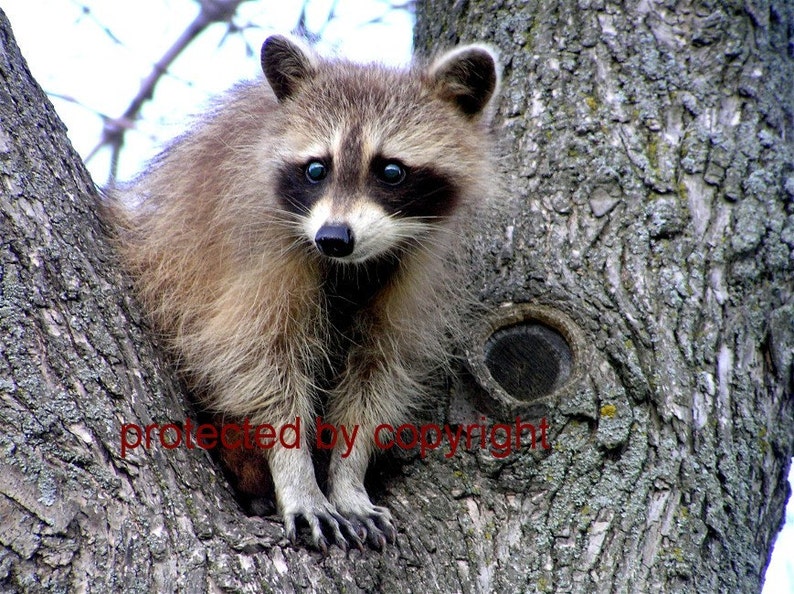 Raccoon photograph, Raccoon Lookout, animal lovers, nature photo, fine art print, wildlife, home decor, gift 20 image 1