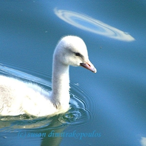 May include: A white baby swan with a long neck swims in blue water. The swan's head is turned to the right, and its beak is open slightly.
