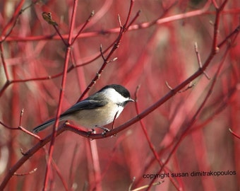 Bird chickadee card, Chickadee on Dogwood photograph, blank card write your own msg, cranberry, red, tan, tree, black, white