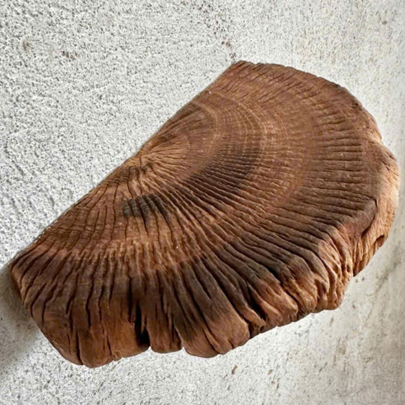 May include: A rustic wooden shelf made from a tree trunk slice. The shelf has a natural, organic shape and a rich brown color. The wood grain is visible and adds to the rustic charm of the shelf.