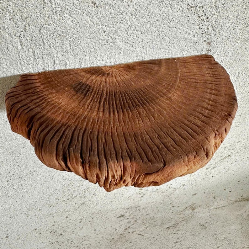 May include: A rustic wooden shelf made from a tree slice. The shelf has a natural brown color and a unique, organic shape.