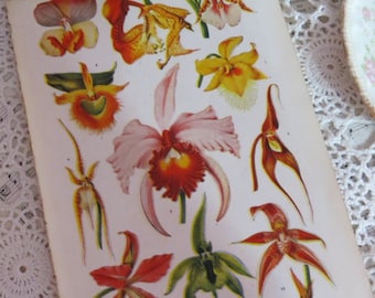Book of Garden Flowers-Reference-Audubon-Book Plates-IRIS