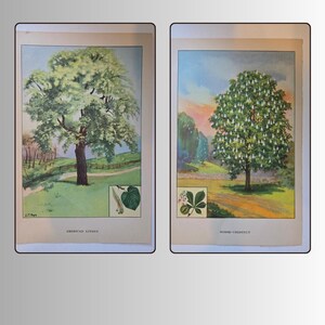 Vintage 1926 - Linden Tree Print – Horse Chestnut - Botanical Illustration - L.T. Page – Antique Nature Plate - The Nature Library of Trees