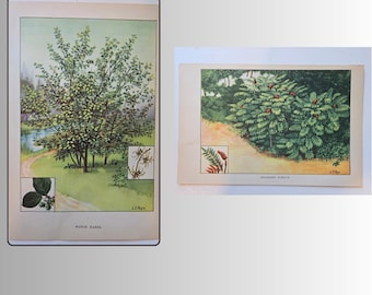 Vintage 1926 - Lámina de árbol – Zumaque - Hamamelis - Ilustración botánica - L.T. Page - Lámina antigua de naturaleza - Biblioteca de la Naturaleza de Árboles