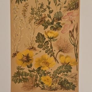 Antikt alpbotaniskt tryck – Taschenflora des Alpen-Wanderers Zürich – L&C Schröter Originaltallrik – Schweizisk blomsterillustration från 1800-talet