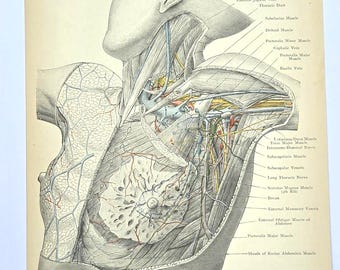 アンティーク解剖学プリント - 人間の四肢の断面図 | 1909年 手彩色