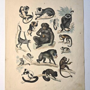 May include: An antique print featuring various monkey species in a vintage style. The illustration showcases monkeys in different poses, with detailed depictions of their fur and facial features. The print has a cream-colored background and is numbered.