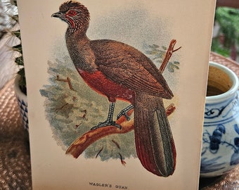 Antique Bird colored engraving - Gamebird Victorian plate form England 1890s William Robert Ogilvie-