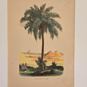 May include: A vintage botanical illustration of a cocoanut palm tree, featuring detailed fronds and trunk. The scene includes pyramids, figures, and the text "COCOANUT PALM."