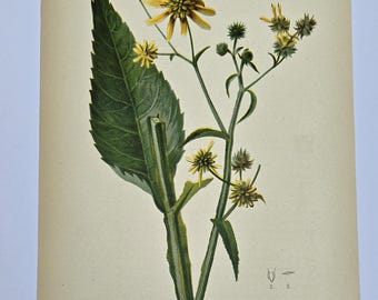 1878 Botanical Chromolithograph –  ACTINOMERIS SQUARROSA (Yellow Ironweed) – Thomas Meehan & L. Prang – Antique Flower Plate