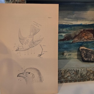 1800&#39;s Antique Bird farbige Lithographie, Birds of PA, von B.H. Warren, 1890, Audubon, Wildvögel, Natur, Singvogel