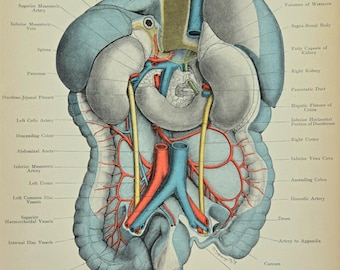 アンティーク解剖学プリント - 人間の四肢の断面図 | 1909年 手彩色