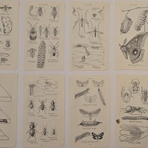 May include: Eight vintage entomology flashcards featuring detailed black and white illustrations of various insects, including butterflies, spiders, and beetles. Each card displays multiple insect species with scientific names, offering a glimpse into historical scientific study.