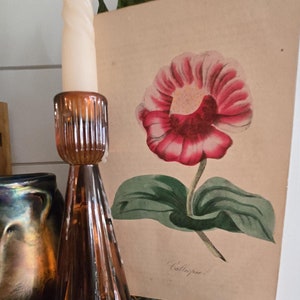 Raro Calliopse botanico del 1860 (girasole) Originale incisione colorata a mano Arte floreale antica del 1800 originale Pratt