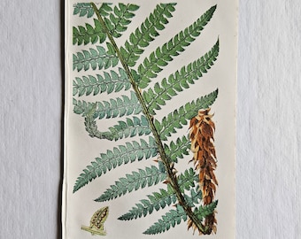 Antique Fern Engraving (1850s) Botanical Print British Fern Polystichum Angulare