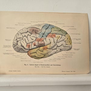 1906 antieke anatomie - lithografie • originele antieke prenten • menselijke anatomie • medische illustratie - antieke Duitse houtsnede - menselijk brein