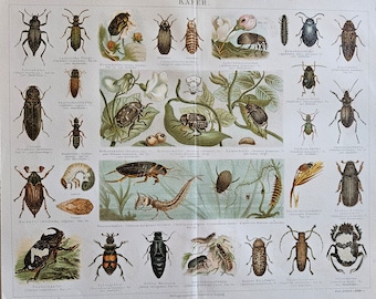 Beetles, insects, bugs,  Käfer, 1890 Original colored lithography Encyclopedia prints, antique, nature, art, decor,