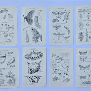 May include: Eight rectangular paper prints featuring black and white scientific illustrations of various insects, butterflies, moths, and their life cycles. Each print displays detailed line drawings with Latin labels and descriptive text below.