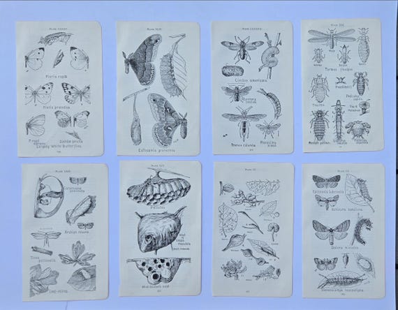 Antique 1921 Insect Prints, Frank Lutz Entomology, American Museum Natural History, Entomology Illustration, Choice of Collection