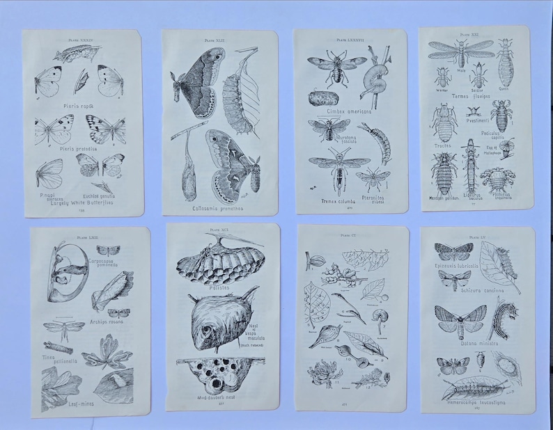 May include: Eight rectangular paper prints featuring black and white scientific illustrations of various insects, butterflies, moths, and their life cycles. Each print displays detailed line drawings with Latin labels and descriptive text below.