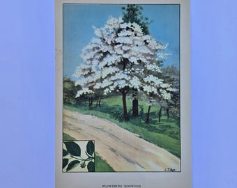 Lámina de árbol vintage de 1926 - Árbol de cornejo - Árbol de tulipán - Ilustración botánica - L.T. Page - Lámina antigua de naturaleza - Biblioteca de árboles de la naturaleza