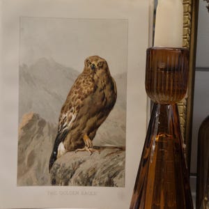 1890&#39;s original Color print - Hawk - Natural History - Chromolithograph- British Art - Wood - antique art, color lithograph