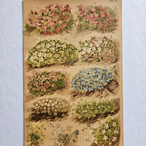 Rare 1890&#39;s Botanical Original chromolithograph Alpine Flowers from Zurich, Switzerland 1800&#39;s antique flower art original