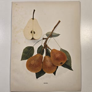 Grabado antiguo de pera de 1921, pera Seckel, litografía original a color de Hedrick, arte botánico grande de 23 x 30 cm, decoración vintage de huerto.