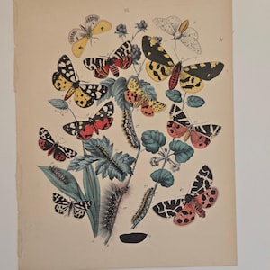 1882 Butterfly Engraving – European Moths & Butterflies by W.F. Kirby – Antique Hand-Colored Natural History Print - Butterfly Art