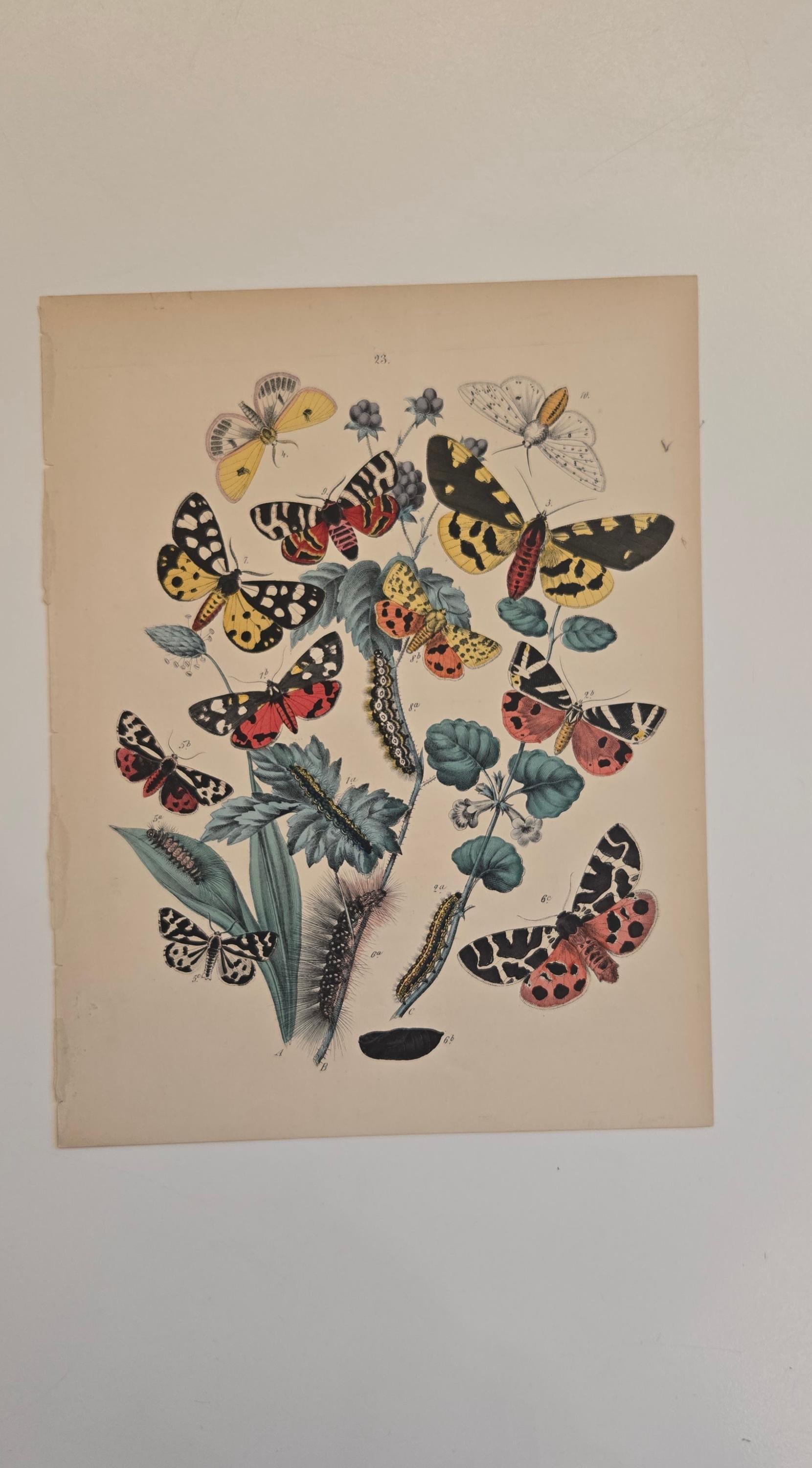 英国手彩色蝶類図譜 「英国とヨーロッパの蝶と蛾」 カービー 1895年 イギリス 1882年 蝶の彫刻 - W.F. カービー作「ヨーロッパの蛾と蝶