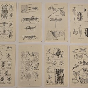 May include: Eight rectangular off-white paper pages featuring black ink scientific illustrations of insects, larvae, and plant life. Each page contains multiple detailed drawings with small printed labels identifying the various species shown.