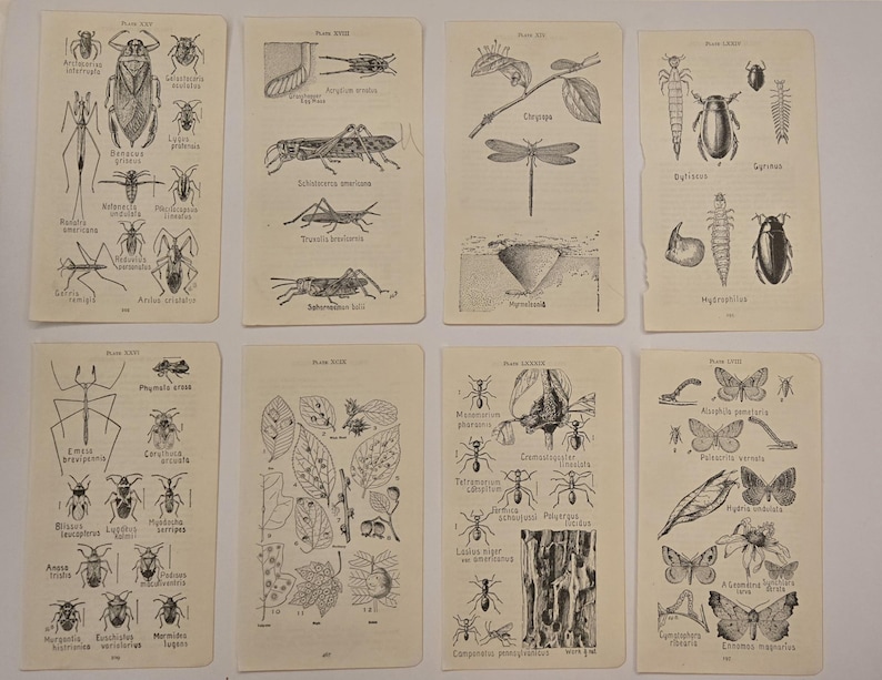 May include: Eight rectangular off-white paper pages featuring black ink scientific illustrations of insects, larvae, and plant life. Each page contains multiple detailed drawings with small printed labels identifying the various species shown.